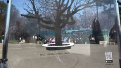 Studentkinje akcijom podsetile na platan na Kalemegdanu (FOTO) 10