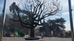 Studentkinje akcijom podsetile na platan na Kalemegdanu (FOTO) 9