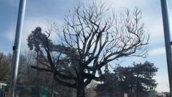 Studentkinje akcijom podsetile na platan na Kalemegdanu (FOTO) 13