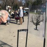 Studentkinje akcijom podsetile na platan na Kalemegdanu (FOTO) 15