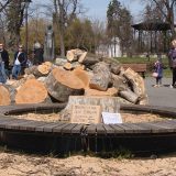 Opština Stari grad ukinula rešenje o stablima, postupak protiv zaposlenog 12