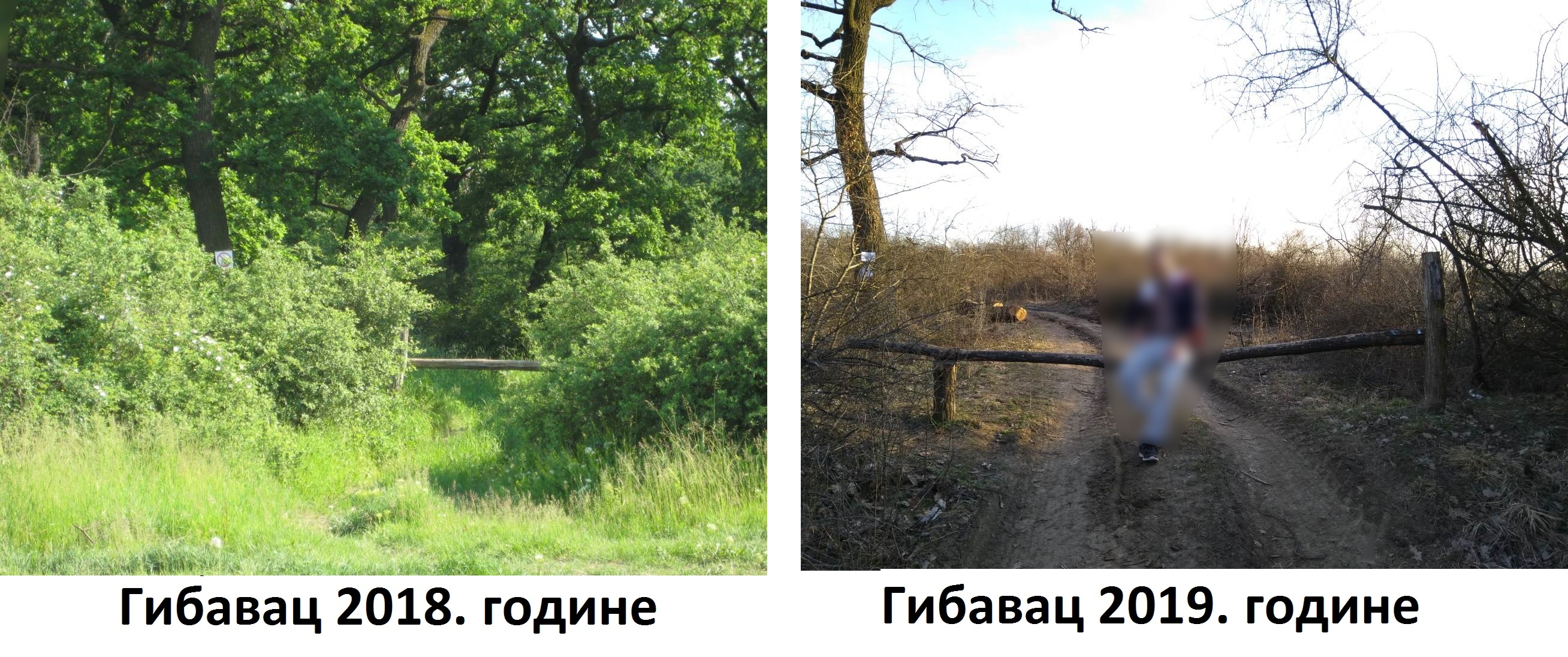 Seča šume Gibavac bila po zakonu 2