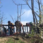 Očišćeno 400 kilograma đubreta kod Brankovog mosta (FOTO) 6