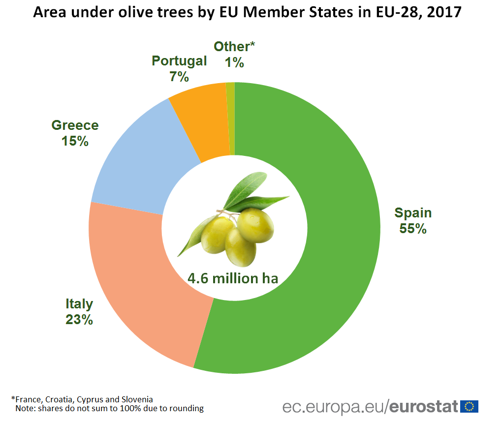 Više od polovine maslina u Evropi uzgaja se u Španiji 2
