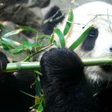 Otkad džinovske pande jedu bambus? 7