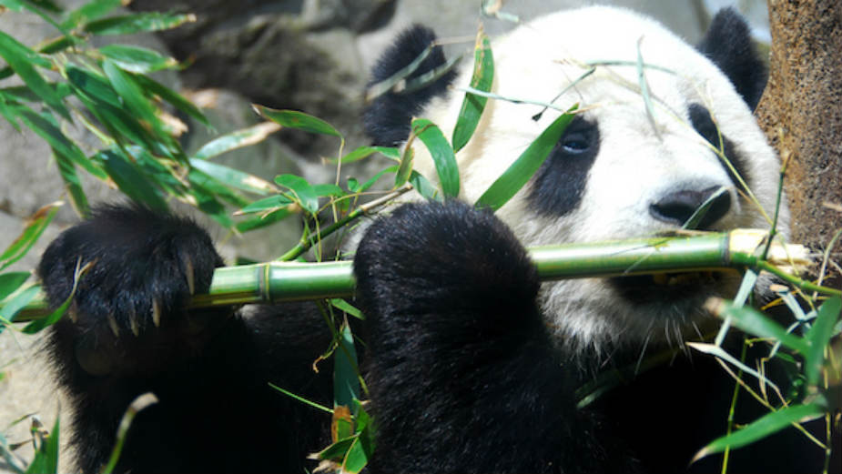 Otkad džinovske pande jedu bambus? 1