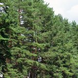 Seku u zoni kojoj treba pošumljavanje 6