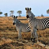 Odakle zebrama pruge? 8