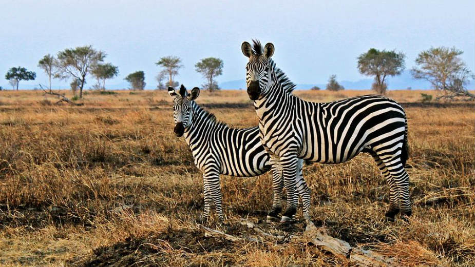 Odakle zebrama pruge? 1