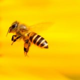 Sertifikovan Homoljski med 4