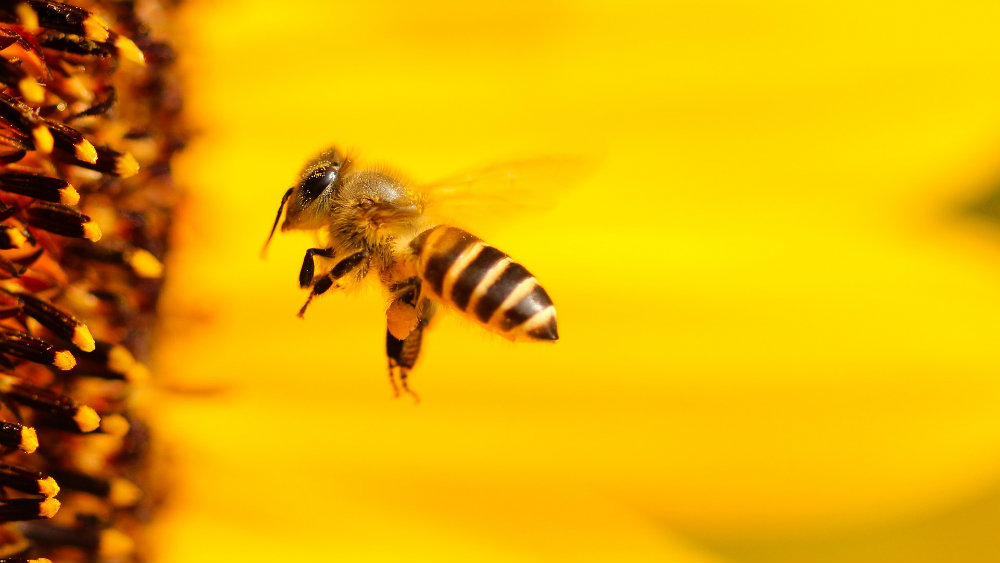 Kako izgleda biti pčela? 2