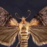 Apsolutni sluhista među životinjama 1