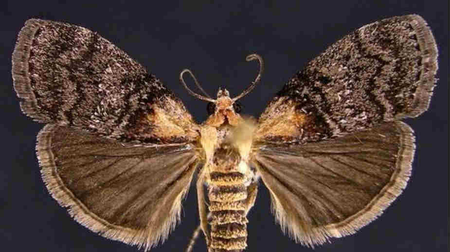 Apsolutni sluhista među životinjama 1