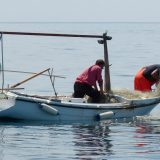 U Jadranskom moru nema ajkula opasnih za ljude 11