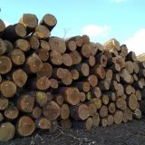 Seča šume Gibavac bila po zakonu 4