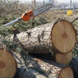 Regulatorni institut za obnovljivu energiju: Nezakonitosti u seči stabala zbog gradnje gondole 12