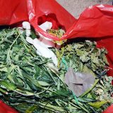 Otkrivena laboratorija za uzgoj marihuane, zaplenjeno 110 kilograma droge 14