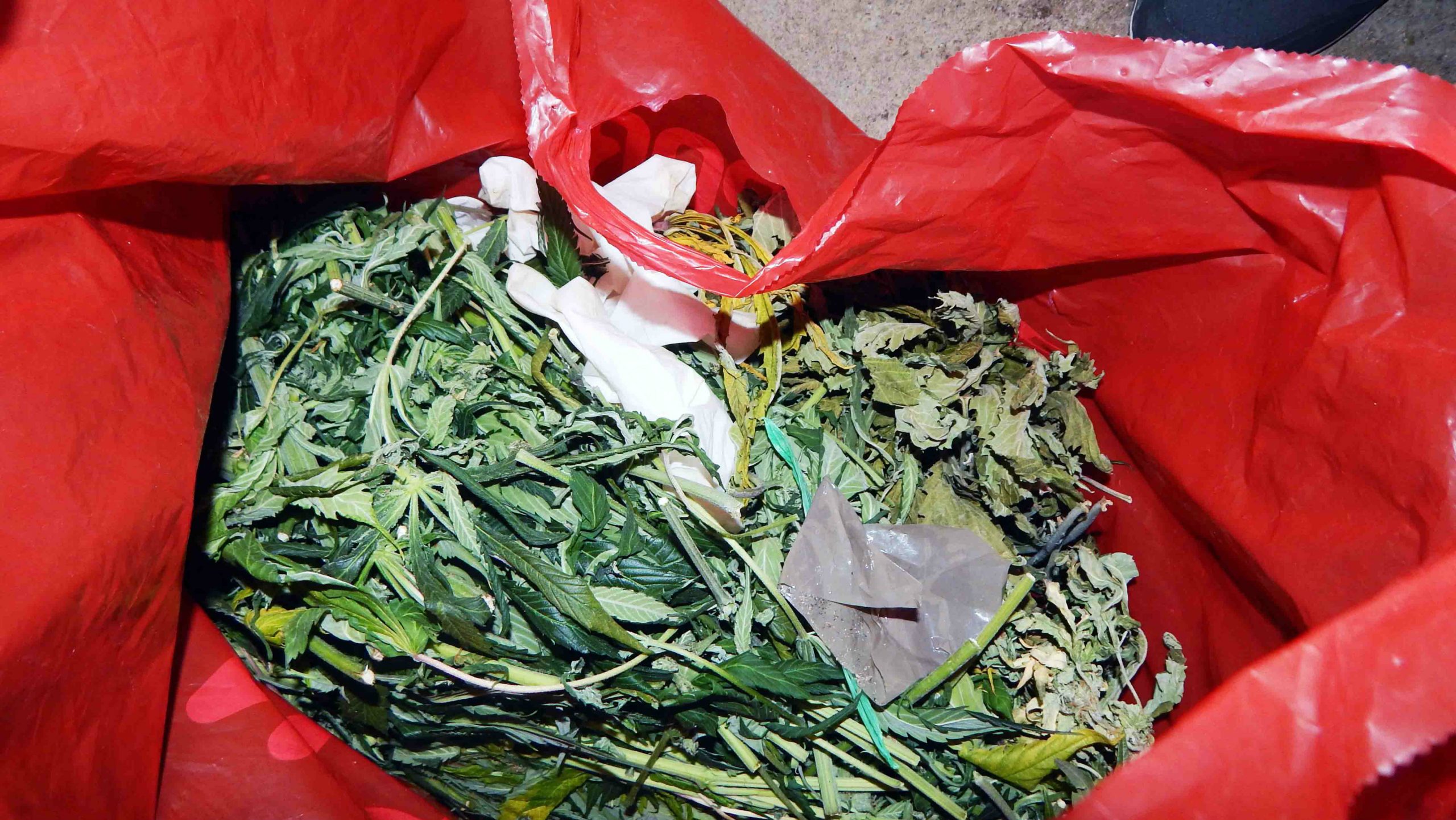 Otkrivena laboratorija za uzgoj marihuane, zaplenjeno 110 kilograma droge 1