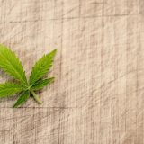 Da li i pod kojim uslovima legalizovati marihuanu u Srbiji? 4