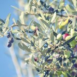 Više od polovine maslina u Evropi uzgaja se u Španiji 8