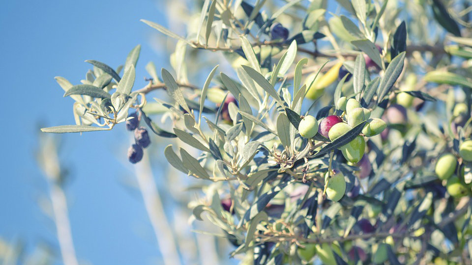 Više od polovine maslina u Evropi uzgaja se u Španiji 1