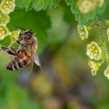 Pčelari Kladova donirali 96 kilograma meda 10