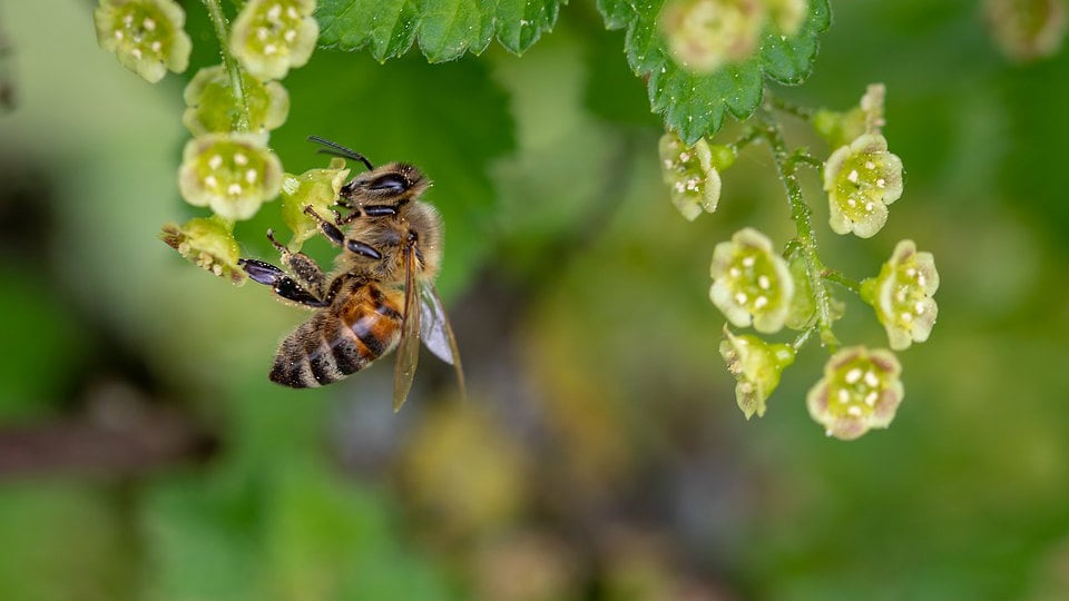 Pčelari Kladova donirali 96 kilograma meda 1