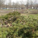NDBG pozvala građane na sadnju drveća "Oni seku - mi sadimo" 16. marta 1
