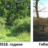 Hektari šume posečeni u Beogradu 2