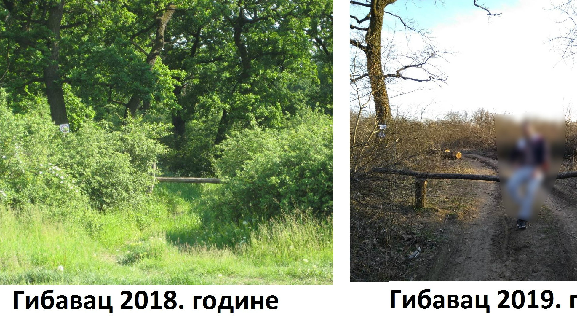 Hektari šume posečeni u Beogradu 1