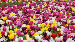 Trikovi za duži životni vek lala 2