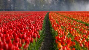 Trikovi za duži životni vek lala 3