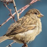 Populacija uobičajenih vrsta ptica u EU pokazuje znake oporavka 2