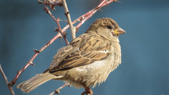 Populacija uobičajenih vrsta ptica u EU pokazuje znake oporavka 1