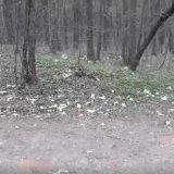 Zaječar: Pluća grada zatrpana smećem, deponije niču širom Kraljevice 5