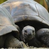 Džonatan, najstarija kornjača na svetu, puni 190 godina 14