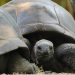 Džonatan, najstarija kornjača na svetu, puni 190 godina 19