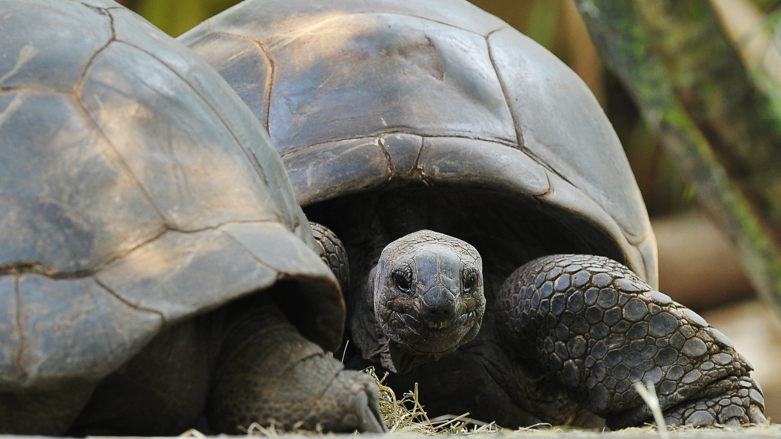 Sveta kornjača balsamovana u Vijetnamu 1