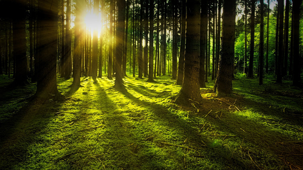 Milijarda hektara šume mogla bi da uspori globalno zagrevanje 1