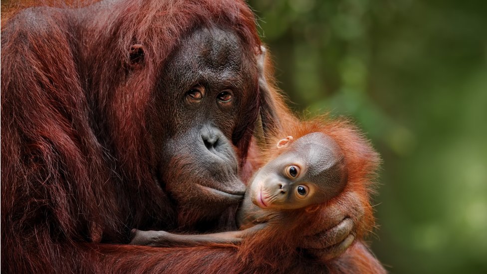 šimpanza i njena beba