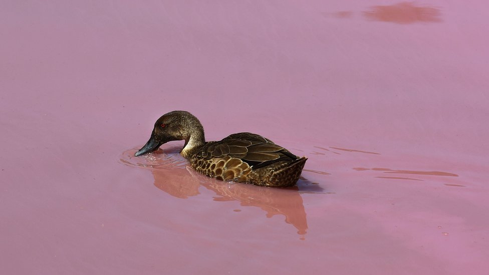 patka na roze jezeru