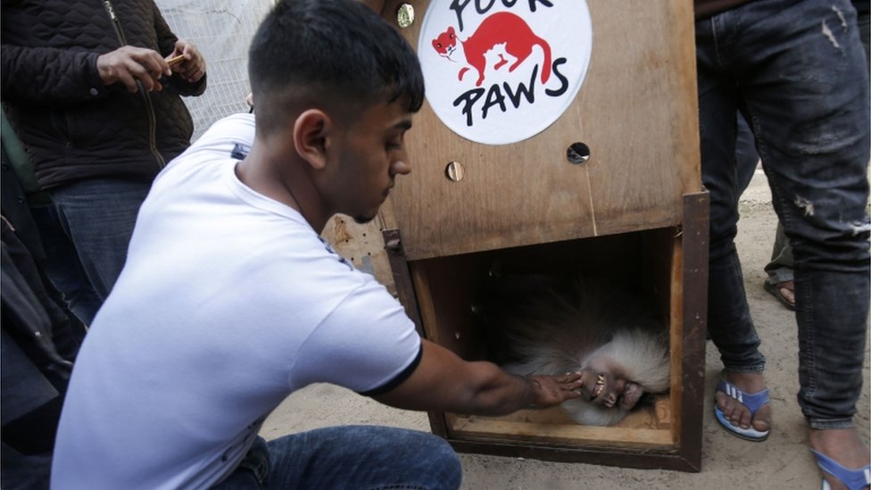Životinje su prebačene iz Zoo vrta u Gazi
