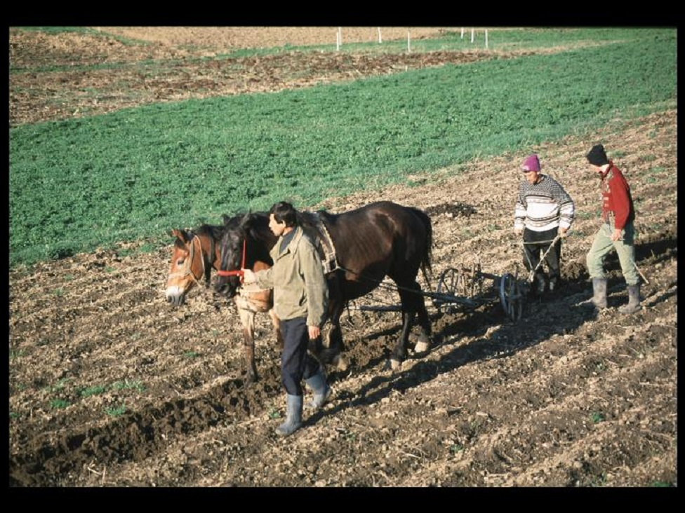 Branje malina i rad u polju nisu na ceni, radi se ako nema šta drugo 2 radnici u polju