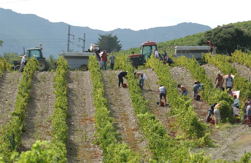 Branje malina i rad u polju nisu na ceni, radi se ako nema šta drugo 1 branje grožđa