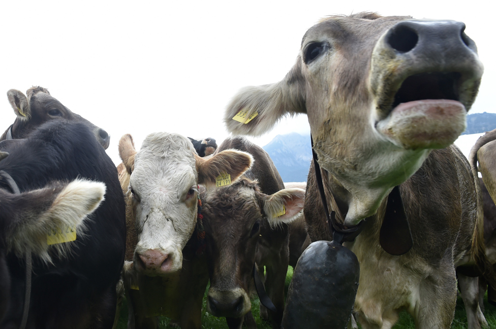 Bavarske krave na ispaši