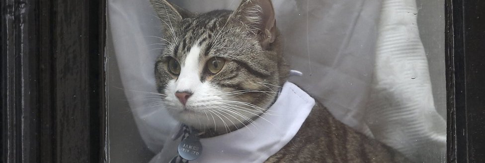 Slučaj Džulijana Asanža: Zašto mu je Ekvador uskratio gostoprimstvo 4 Mačka Džulijana Asanža