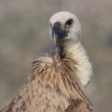 Beloglavi sup Dobrila voli selfije i ljude: Plemenita lešinarka opet u svom gnezdu na Uvcu 7