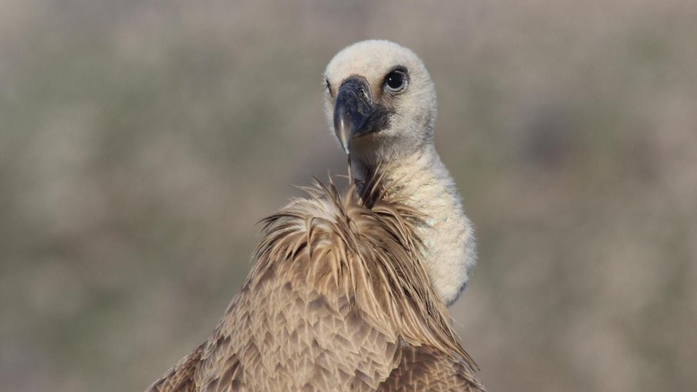 beloglavi sup dobrila