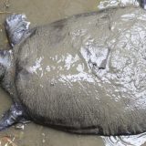 Kina: Umrla jedna od najređih kornjača na svetu, ostale ih još tri 4