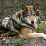 Vukovi se vratili u Holandiju 6